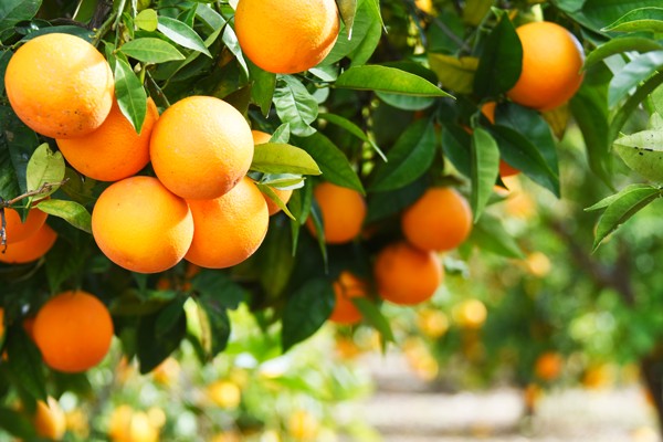 スイートオレンジとは？種類や効果・効能・精油の活用方法を紹介｜アロマテラピー 精油のプロフィール