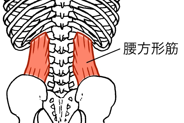 腰方形筋を痛める原因と対処方法、ストレッチ・鍛え方・セルフマッサージ方法とは？